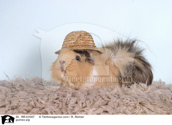 Rosettenmeerschweinchen / guinea pig / RR-03587