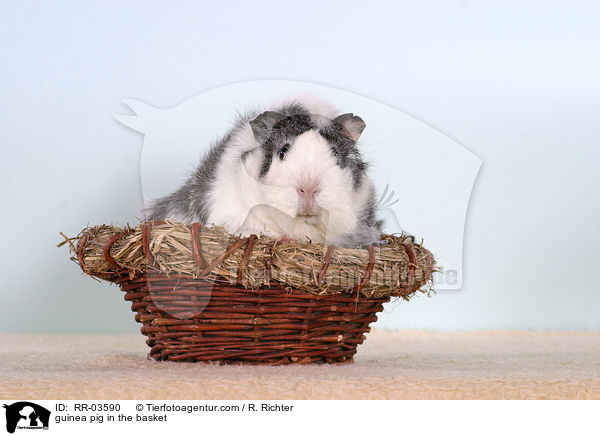 Rosettenmeerschweinchen im Krbchen / guinea pig in the basket / RR-03590