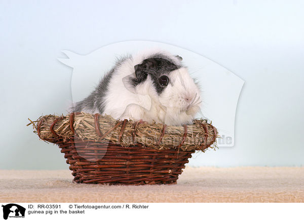 Rosettenmeerschweinchen im Krbchen / guinea pig in the basket / RR-03591