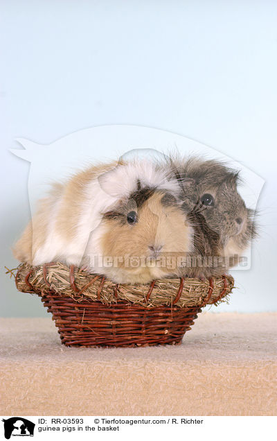 Rosettenmeerschweinchen im Krbchen / guinea pigs in the basket / RR-03593