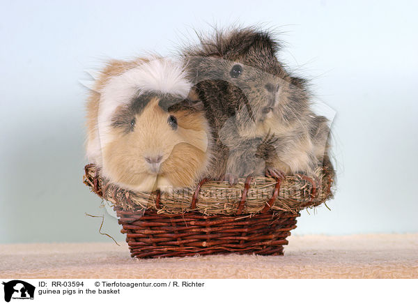 Rosettenmeerschweinchen im Krbchen / guinea pigs in the basket / RR-03594