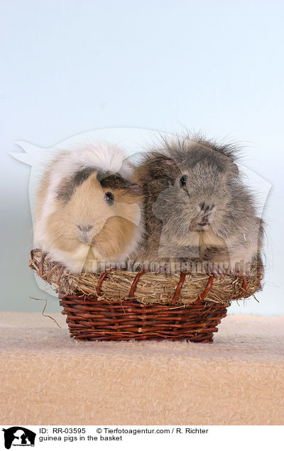 Rosettenmeerschweinchen im Krbchen / guinea pigs in the basket / RR-03595