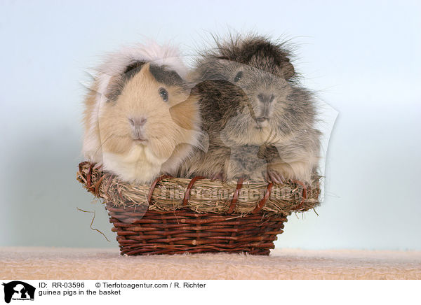 Rosettenmeerschweinchen im Krbchen / guinea pigs in the basket / RR-03596