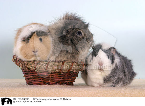 Rosettenmeerschweinchen im Krbchen / guinea pigs in the basket / RR-03598