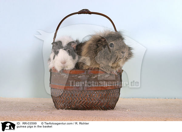 Rosettenmeerschweinchen im Krbchen / guinea pigs in the basket / RR-03599