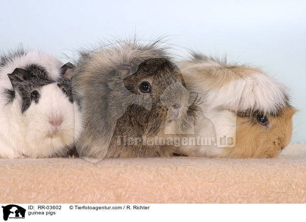 Rosettenmeerschweinchen / guinea pigs / RR-03602