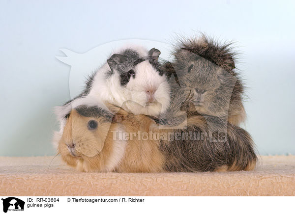 Rosettenmeerschweinchen / guinea pigs / RR-03604
