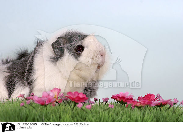 Rosettenmeerschweinchen / guinea pig / RR-03605