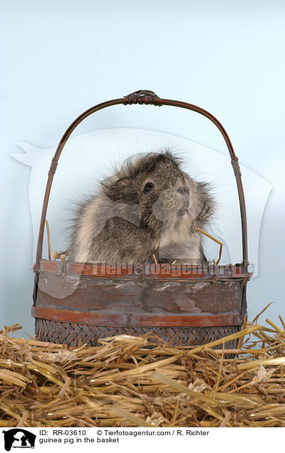 Rosettenmeerschweinchen im Krbchen / guinea pig in the basket / RR-03610