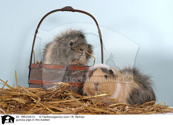 Rosettenmeerschweinchen im Krbchen / guinea pigs in the basket / RR-03612