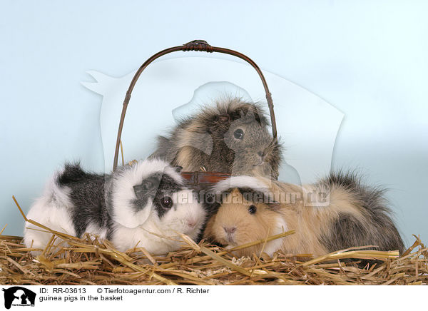 Rosettenmeerschweinchen im Krbchen / guinea pigs in the basket / RR-03613