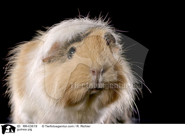 Rosettenmeerschweinchen / guinea pig / RR-03619