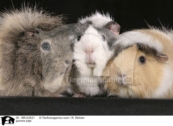 Rosettenmeerschweinchen / guinea pigs / RR-03621