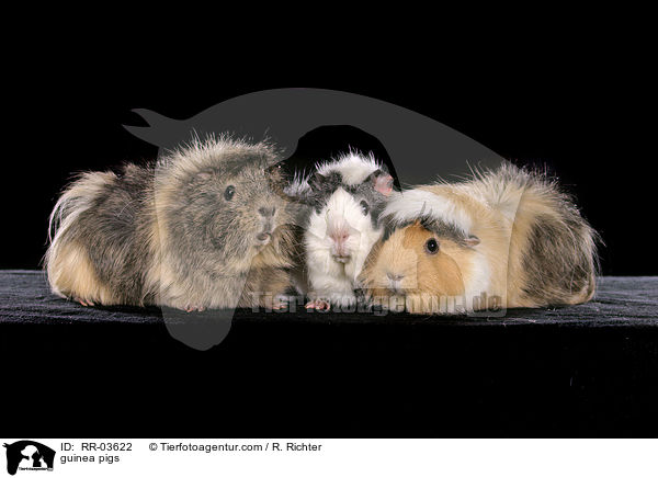 Rosettenmeerschweinchen / guinea pigs / RR-03622
