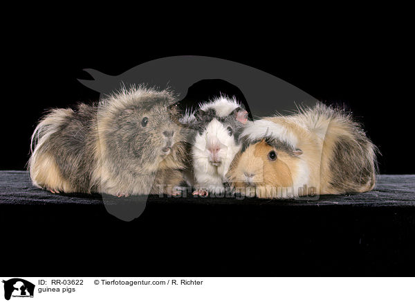 guinea pigs / RR-03622