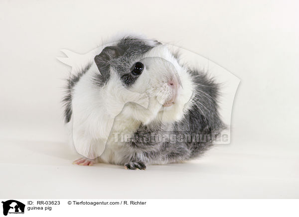 Rosettenmeerschweinchen / guinea pig / RR-03623