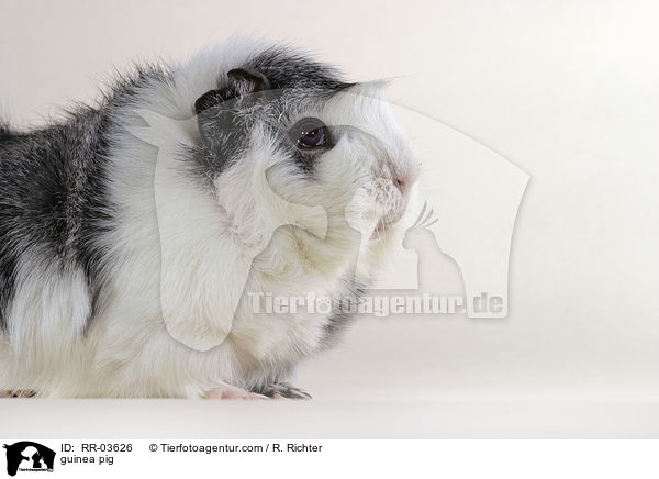 Rosettenmeerschweinchen / guinea pig / RR-03626