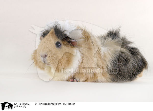 Rosettenmeerschweinchen / guinea pig / RR-03627