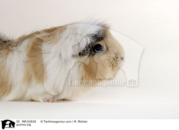 Rosettenmeerschweinchen / guinea pig / RR-03628