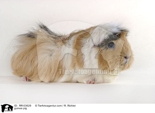 Rosettenmeerschweinchen / guinea pig / RR-03629
