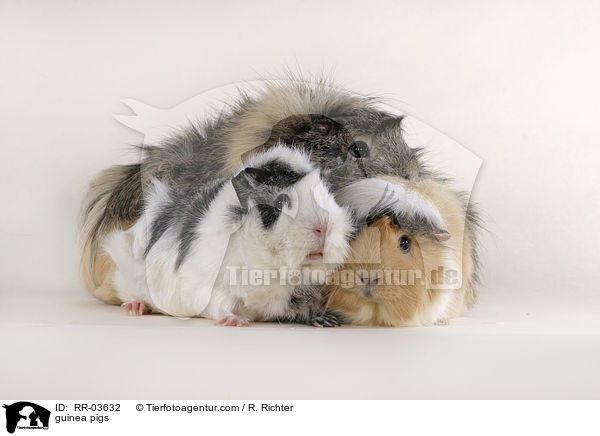 Rosettenmeerschweinchen / guinea pigs / RR-03632