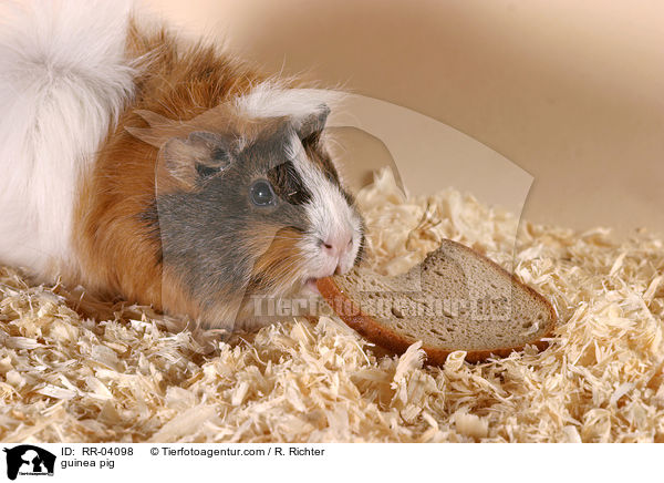 Meerschweinchen / guinea pig / RR-04098