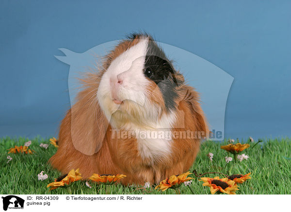 Rosettenmeerschwein / guinea pig / RR-04309