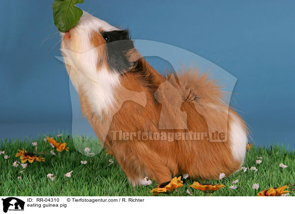fressendes Rosettenmeerschwein / eating guinea pig / RR-04310