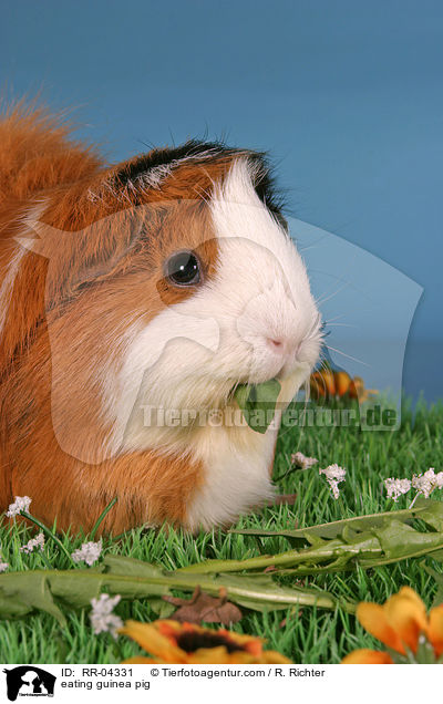 fressendes Rosettenmeerschwein / eating guinea pig / RR-04331