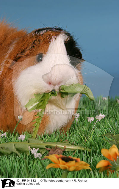 fressendes Rosettenmeerschwein / eating guinea pig / RR-04332