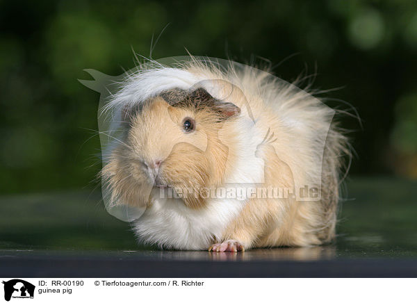 Meerschweinchen / guinea pig / RR-00190