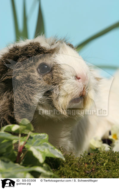 Rosettenmeerschwein / guinea pig / SS-03308