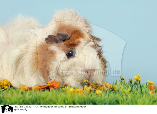 Rosettenmeerschwein / guinea pig / SS-03312