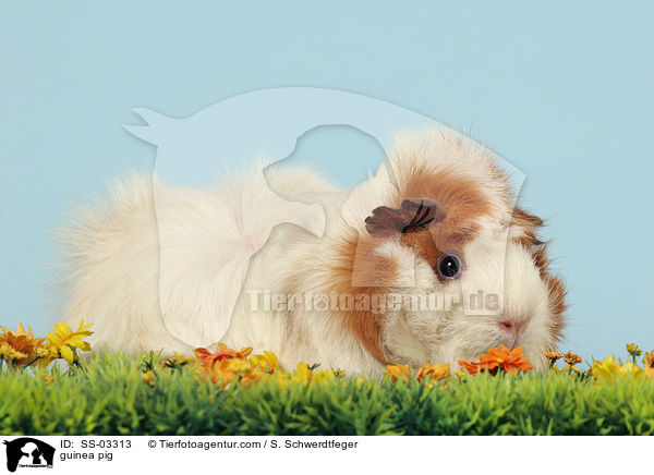Rosettenmeerschwein / guinea pig / SS-03313