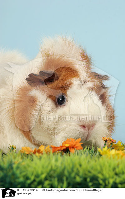 Rosettenmeerschwein / guinea pig / SS-03314