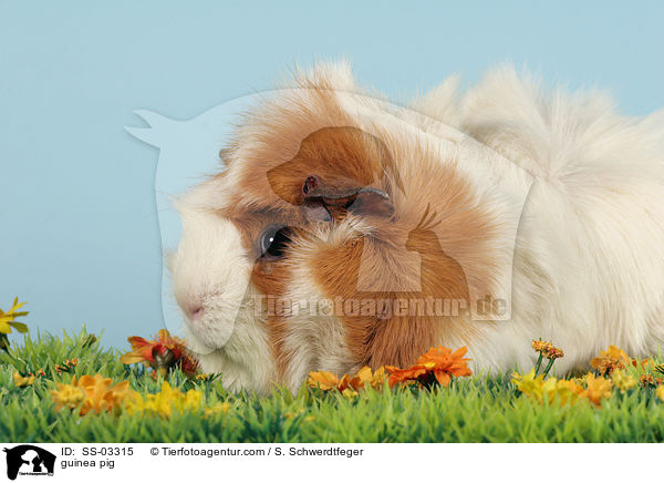 Rosettenmeerschwein / guinea pig / SS-03315