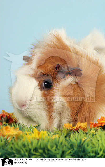 Rosettenmeerschwein / guinea pig / SS-03316