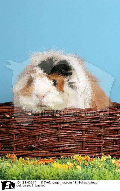Rosettenmeerschwein in Krbchen / guinea pig in basket / SS-03317