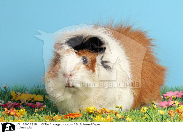 Rosettenmeerschwein / guinea pig / SS-03318
