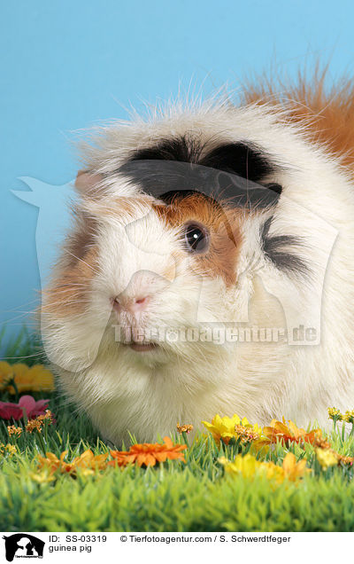 Rosettenmeerschwein / guinea pig / SS-03319