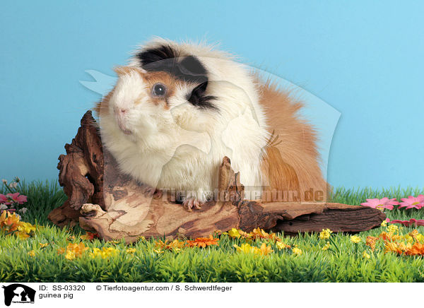 Rosettenmeerschwein / guinea pig / SS-03320