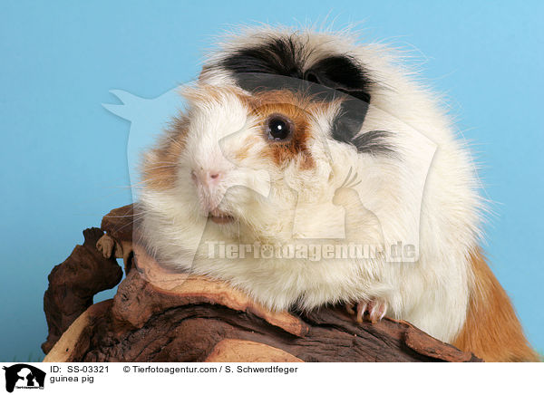 Rosettenmeerschwein / guinea pig / SS-03321
