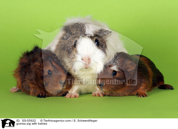 Rosettenmeerschwein mit Jungen / guinea pig with babies / SS-05922
