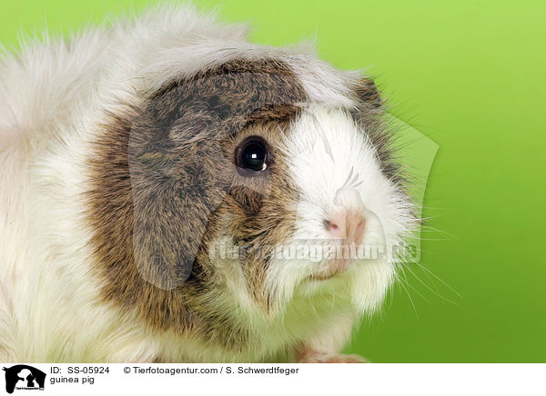 Rosettenmeerschwein / guinea pig / SS-05924