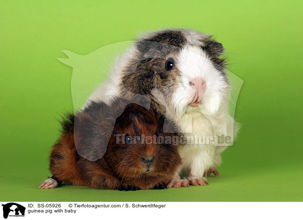 guinea pig with baby / SS-05926