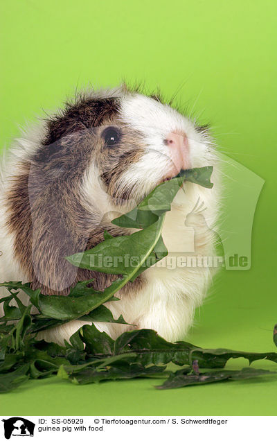 Meerschwein mit Futter / guinea pig with food / SS-05929