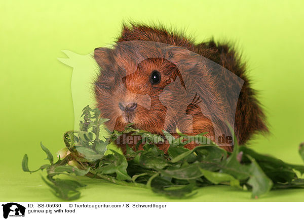 Meerschwein mit Futter / guinea pig with food / SS-05930