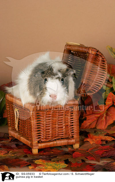 Rosettenmeerschwein in Krbchen / guinea pig in basket / SS-05933