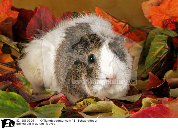 guinea pig in autumn leaves / SS-05941