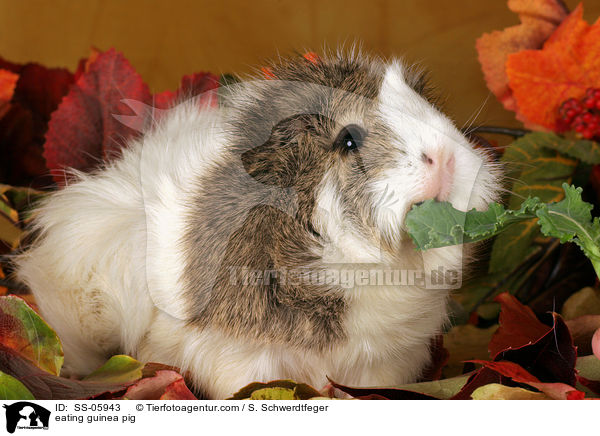 fressendes Rosettenmeerschwein / eating guinea pig / SS-05943